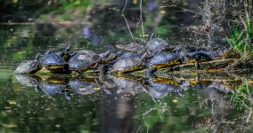 DSC_9902-Pano.jpg