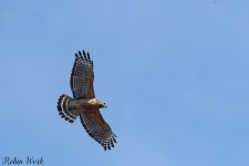 D50_2532.jpg