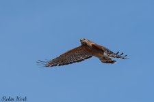 D50_2513.jpg