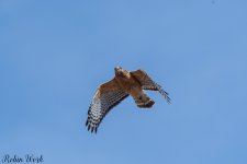 D50_2518.jpg