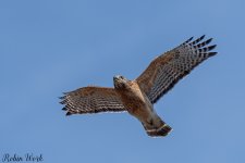 D50_2519.jpg