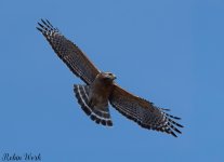 D50_2527-Edit-2.jpg