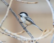 Chickadee-560.jpg