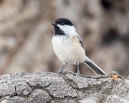 Chickadee-563.jpg