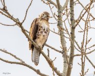 RedTail-560.jpg