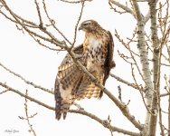 RedTail-561.jpg