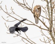 RedTail-562.jpg