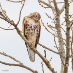 RedTail-563.jpg