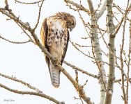 RedTail-564.jpg