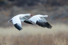 SnowGeeseFlight-560.jpg