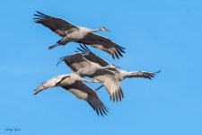 SandhillsFlight-560.jpg