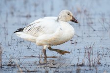 SnowGooseWalking-560.jpg