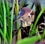 DSC_0417_001.JPG
