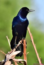 DSC_0468_001.JPG