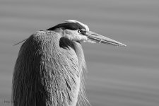 GBHHeadBW-561.jpg