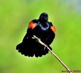 DSC_0567_001.JPG