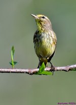 DSC_0658_001.jpg