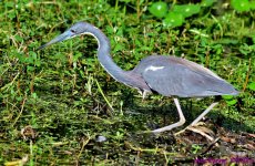 DSC_0686_001.jpg
