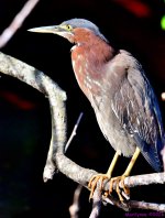 DSC_0699_001.jpg