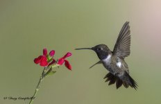 BLACK-CHINNED HUMMINGBIRD - 0030.jpeg