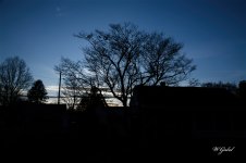 DogWoodTree sm.jpg