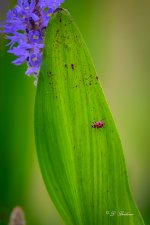 DSC_5115-topaz-rawdenoise.jpg