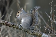 Squirrel02 sm.jpg