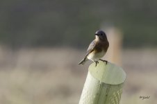 Bluebird001 sm.jpg