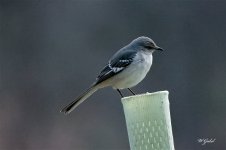 MockingBird sm.jpg