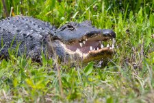 GatorSmile-561.jpg