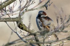 HouseSparrow sm.jpg