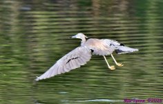 DSC_0881_001.JPG