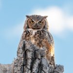 OwlMomNest-561.jpg
