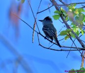 DSC_0951_001.JPG