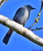 DSC_1020_001.JPG