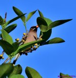 DSC_1057_001.JPG