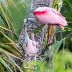 SpoonbillFeeding-562.jpg