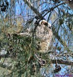 DSC_1079_001.JPG