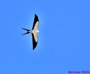 DSC_1123_001.JPG