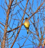 DSC_1147_001.JPG