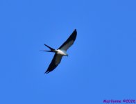 DSC_1204_001.JPG