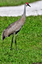 DSC_1235_001.JPG