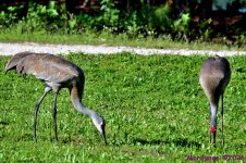 DSC_1244_001.JPG