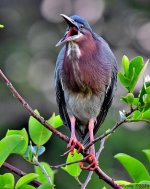 DSC_1340_001.JPG