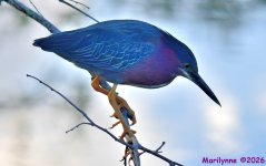 DSC_1381_001.JPG