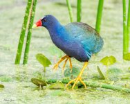 PurpleGallinule -561.jpg