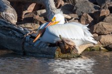 PelicanTurtle-561.jpg