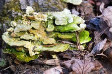 Fungi02 sm.jpg