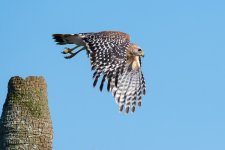 redShoulderedHawkTakeoff-561.jpg
