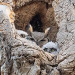 OwlsCozy-561.jpg